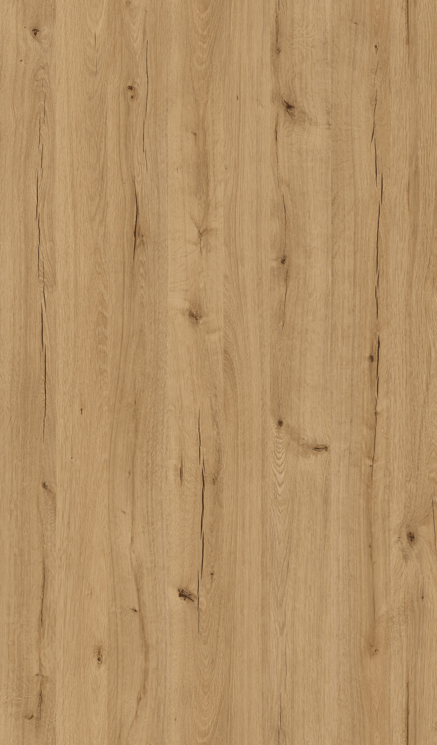 D20551-Dab-Letni-Zloty